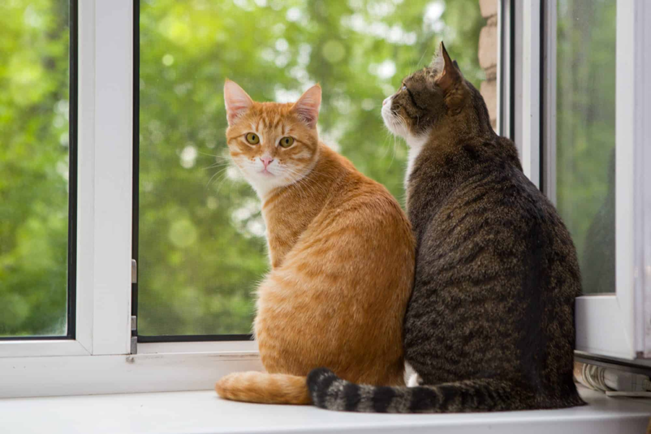КОТОТЕРАПИЯ