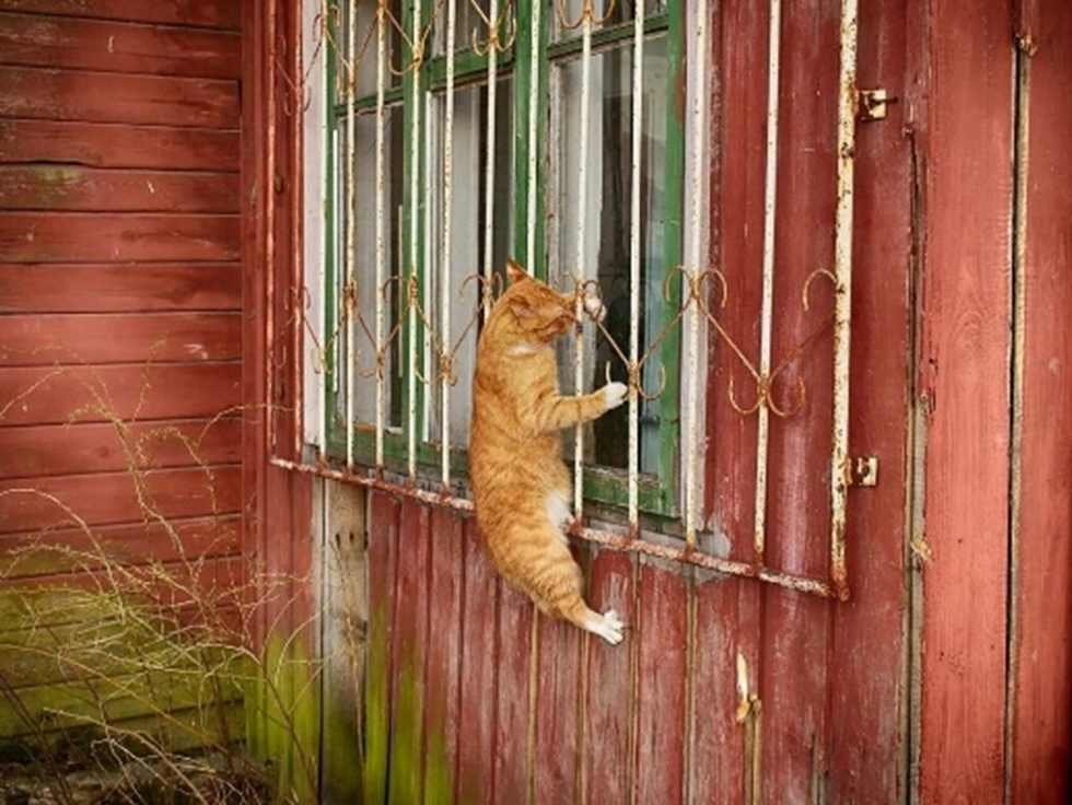 Спринт: кот-чудак